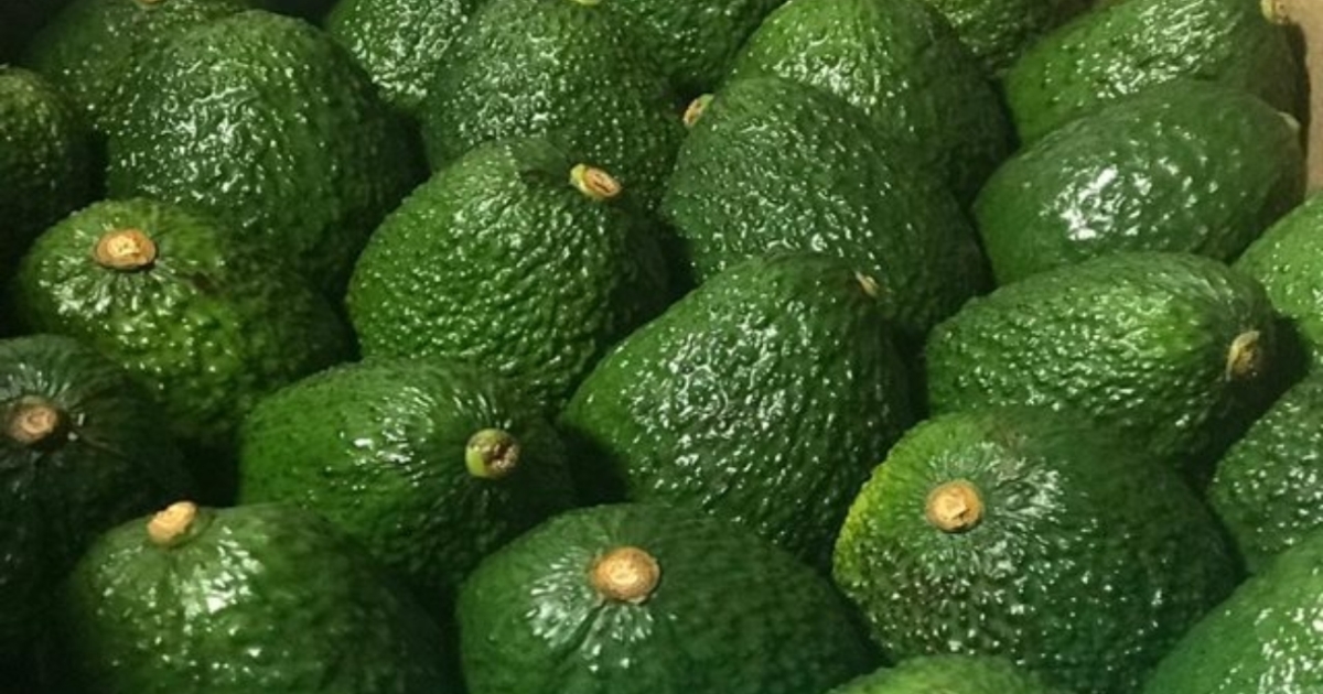 El aguacate colombiano verifica las tarifas de Trump