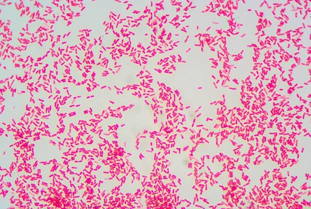 Las bacterias diseñadas abre la puerta a terapias microbianas revolucionarias