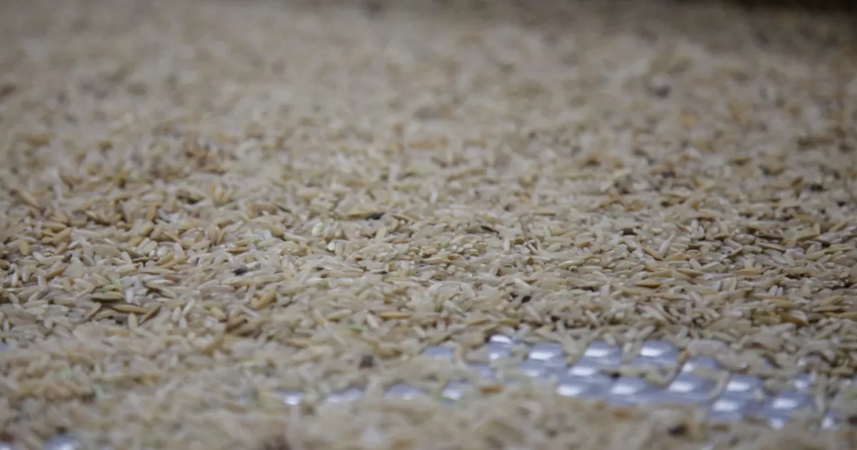 Los gobernadores están buscando carne de petro para la crisis de arroz